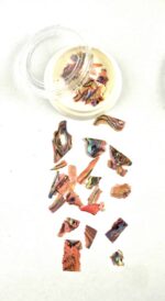 abalone 04