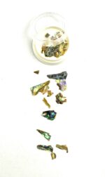 abalone 07
