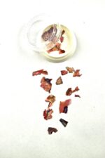 abalone 9